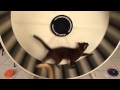 Burmese cats and the cat gym の動画、YouTube動画。