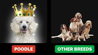 Why Poodles are the Top Dog Breed?
