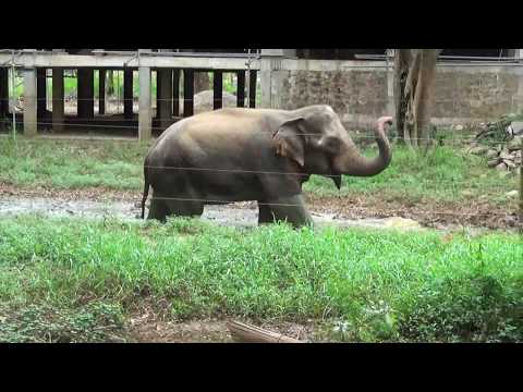 wild-elephants-somawathiya-temple-sri-lanka