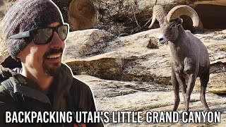 Chased by a Bighorn Sheep - Backpacking the Little Grand Canyon by Foresty Forest 138,378 views 5 months ago 15 minutes