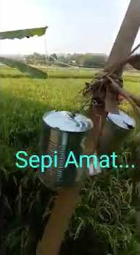 Sepi amat