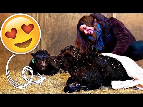 Warming Up BRAND NEW Baby Cows! 😍