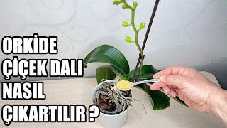 Orkidenin Çiçek Dalı Çıkarması İçin Bunu Yapın !