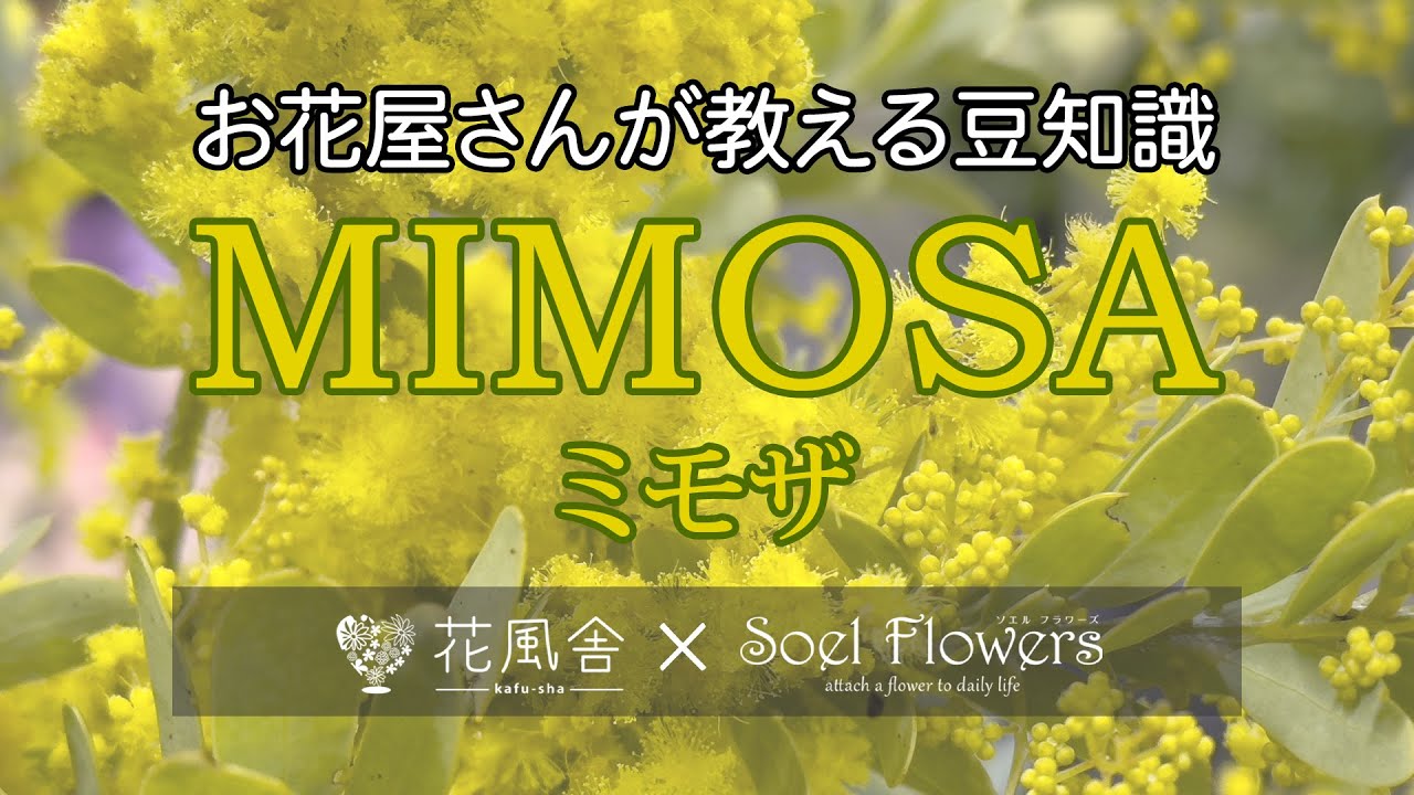 ミモザ（アカシア）の話 / プロが教えるお花の豆知識 #mimosa #trivia