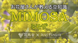 ミモザ（アカシア）の話 / プロが教えるお花の豆知識 #mimosa #trivia