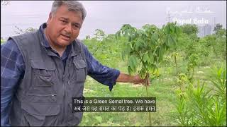 What is the importance of pruning your trees? Profile