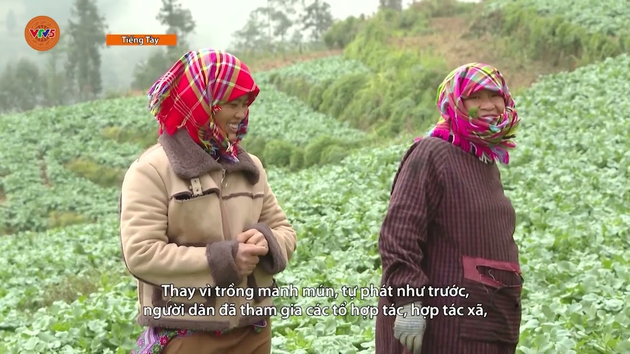 [TIẾNG TÀY] TUYÊN QUANG LIÊN KẾT SẢN XUẤT ĐỂ PHÁT TRIỂN NÔNG NGHIỆP BỀN VỮNG | VTV5