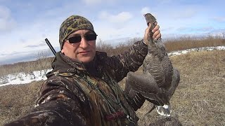 ОХОТА НА ГУСЯ и УТОК на СЕВЕРЕ. Goose hunting