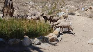 CLOSE ENCOUNTERS WITH THE WILD SIDE  THE ANZA BORREGO BIG HORN RAMS