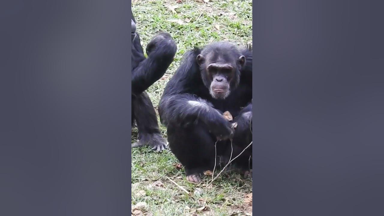 When you visit the Chimpanzees. Benefits of behind scenes experience