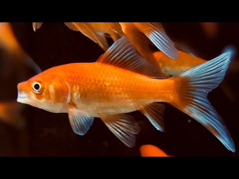 Video: Quanto è buona la memoria di un pesce rosso?