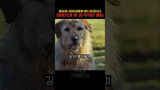 떠돌이강아지에게 미트볼줬더니 한 충격적인행동.