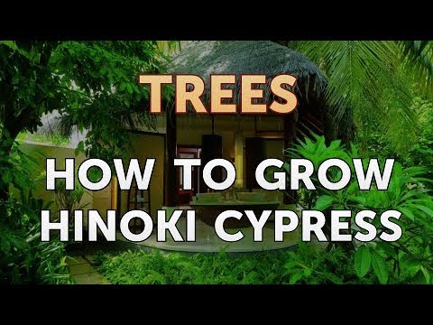 How to Grow Hinoki Cypress