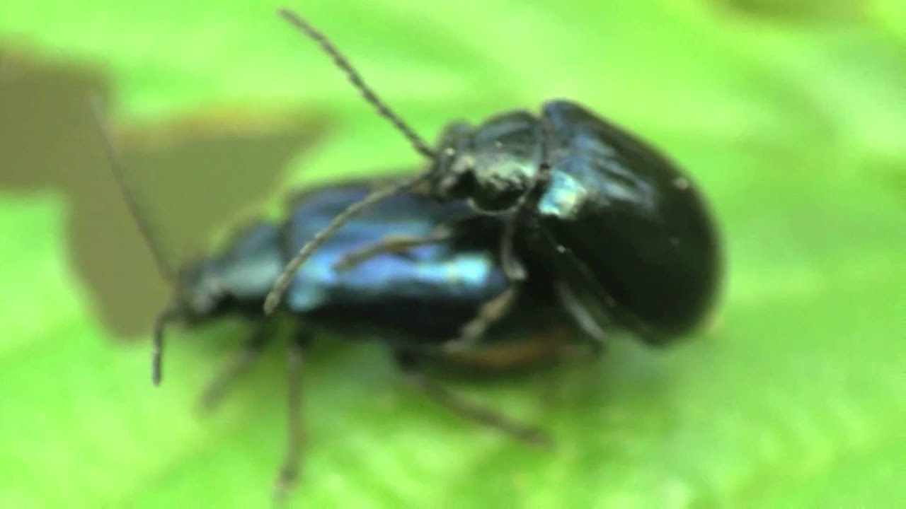 Alder Leaf Beetles (Agelastica alni ) mating / Erlenblattkäfer bei der Paarung