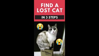 Find a lost cat in 3 steps #shorts