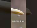 木の皮を削る理由