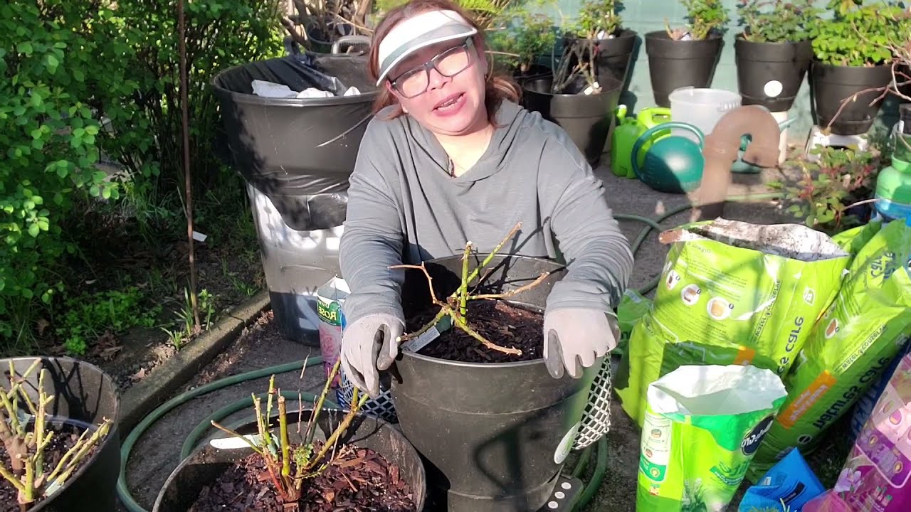 How to plant David Austin Roses in  pots