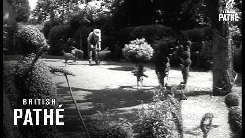 Hedge Trimming (1953)