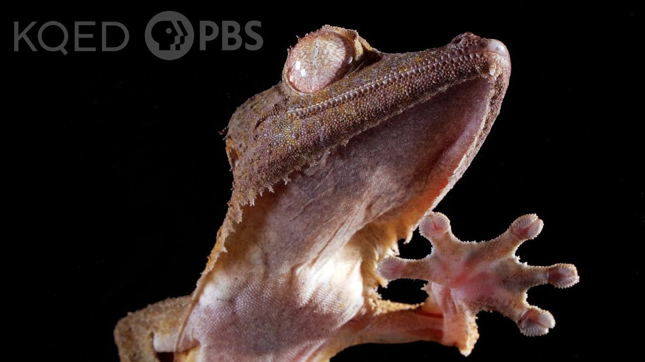 Geckos Have a Surprisingly Strong Death Grip, Science