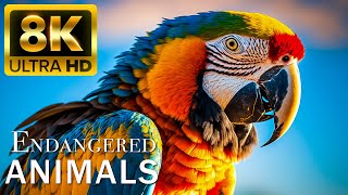 ENDANGERED ANIMALS 8K ULTRA HD