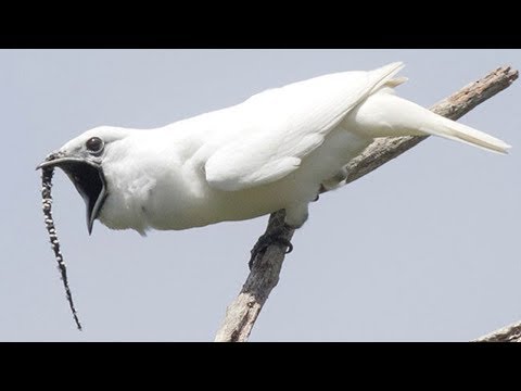 فيديو: كيف يبدو صوت الطائر؟