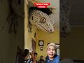 Pelihara tokek raksasa #tokek #cicak #dinosaurus #hewanunik