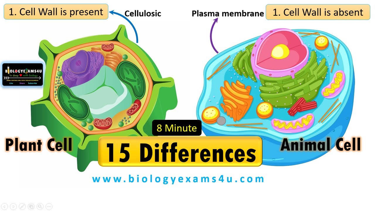 15 Differences Between Plant Cell and Animal Cell - YouTube