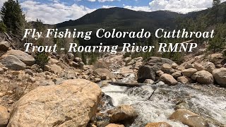 Chasing Colorado Cutthroat Trout Fly Fishing Roaring River In Rmnp