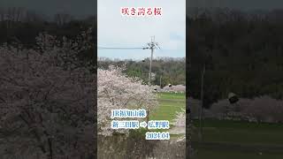 咲き誇る桜（JR福知山線　 新三田駅⇒広野駅　2024 04撮影） #鉄道 #車窓から #jr #train #鉄道のある風景 #automobile  #travel