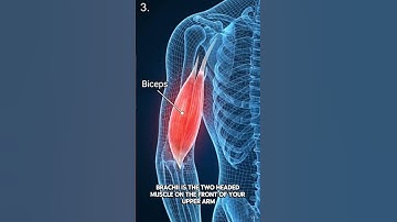 Bigger Biceps in 60 Seconds!💪 Dumbbell + Preacher Curl Guide #bodybuilding #motivation #gymtips