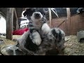 VR 360 Video Dog Puppies playing - Funny VR Video
