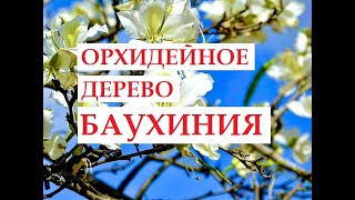 ВЫ ВИДЕЛИ,КАК ЦВЕТЁТ ОРХИДЕЙНОЕ ДЕРЕВО?БАУХИНИЯ.ИЗРАИЛЬ.#vlog #youtuber #video #israel #afula