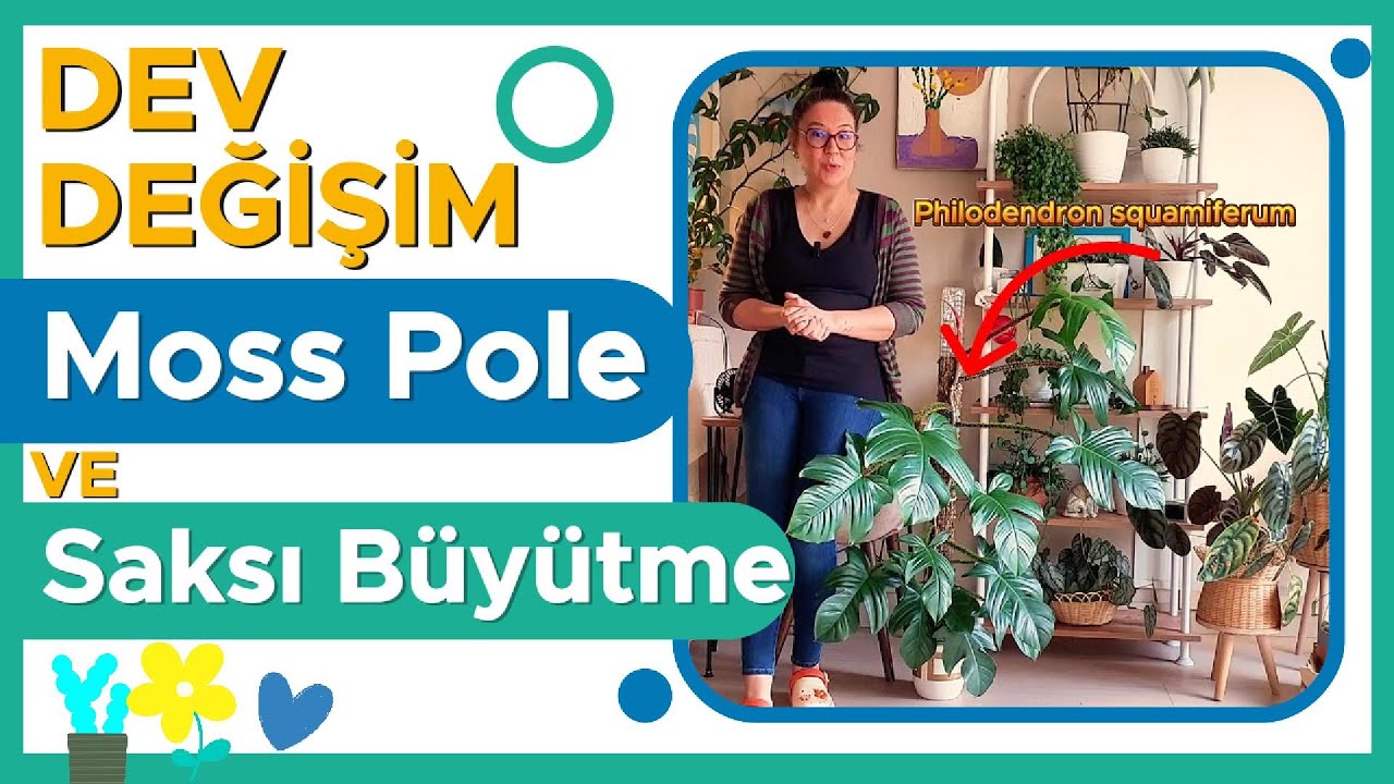 Philodendron squamiferum / Yosun Çubuk Uzatma ve Kil Bilyesi Saksı Büyütme