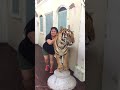 Karen and a massive tiger