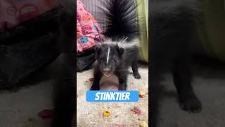 Stinktier Der Flauschige Chemiewaffen-Experte Der Natur