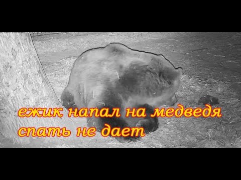 ежик издевается над медведем спать не дает