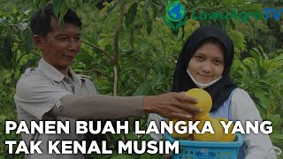 ABIYU SAWO JUMBO  AUSTRALI ( PANEN BUAH LANGKA YANG TAK KENAL MUSIM )