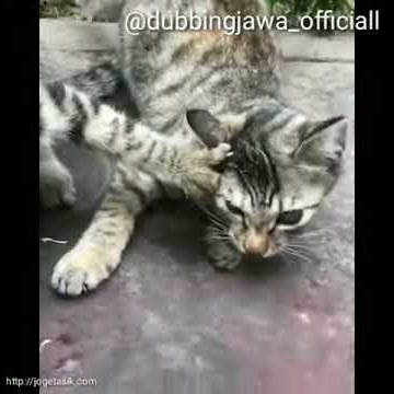 Dubbing jawa lucu versi kucing