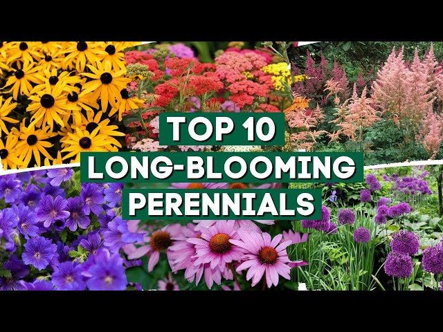 10 Long Blooming Perennials for a Colorful Garden 👌🌿💚  // PlantDo Home & Garden 🍃 class=