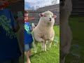 Escaped Sheep Plays Bubble Battle!