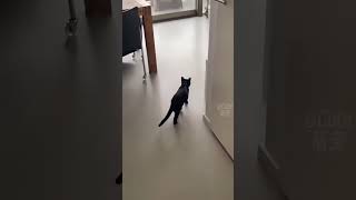 CATS PLAYS AGAIN cat catshorts catlover catvideos catvideo cute follow subscribe sub