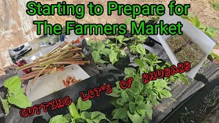 Starting to Prepare for the Farmers Market #viral #trending #subscribe #farmersmarket #preparation