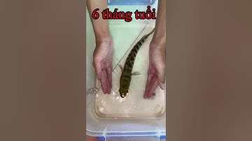 Lóc Bông Thái #shorts