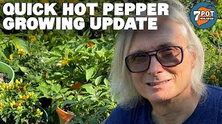 Quick 2021 Hot Pepper Grow Season Update by 7 Pot Club 3,843 views 2 years ago 2 minutes, 6 seconds