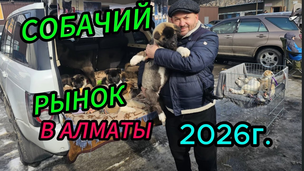 СОБАЧИЙ РЫНОК В АЛМАТЫ, 2026г. ЦЕНЫ На СОБАК!