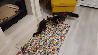 Maine Coon: Mia meets O'Mailey by Awake, alive, blessed, grateful 859 views 1 year ago 1 minute, 5 seconds