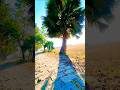 আমাদের গ্রাম || কালীহর জোয়ারদার পাড়া 🌄📸 ||#highlights #nature #viral #beautiful #village