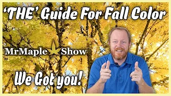 Fall Color With Japanese Maples: Everything You Need To Know About Fall Color