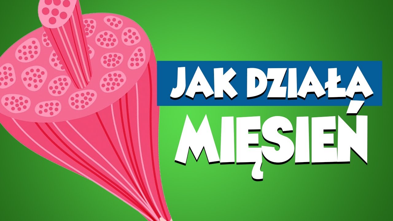 Jak działa człowiek JUNIOR #MIĘŚNIE (tłumaczenie PJM)