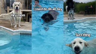 Dogs Have A Pool Day